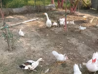 Ducks — Foto 2
