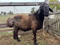 Carnero, Hissar sheep — foto 4