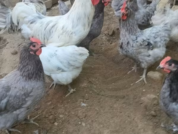 Australorp