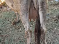 Vaca, Ganado vacuno — foto 7