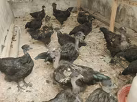 Chickens — Foto 5