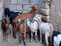 Dişi keçi, Alpine goat — foto 1