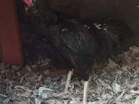 Chickens — Foto 5