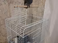 Böyük ölçülü quş qəfəsi - Material: ağ rəngli, davamlı metallik tor — الصورة 1