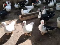 Ducks — foto 6