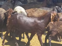 Cabro, Beetal goats — foto 2