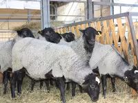 Qoç, Dorper sheep — foto 7