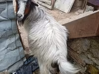 Cabra, Cabras — foto 1