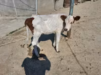 İnək, Simmental cattle — foto 1