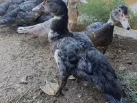 Ducks — photo 2