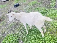 Goat, Alpine goat — photo 3