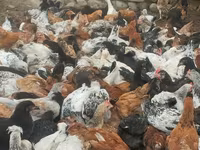 Chickens — الصورة 3