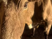 بقرة, Latvian Blue cattle — الصورة 2