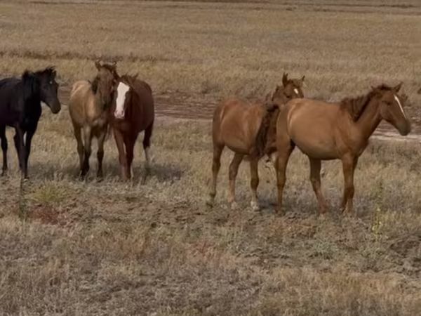 Horse (M), Horses