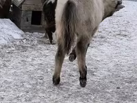 Caballo, Caballos — foto 7