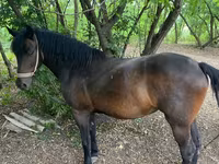 Yegua, Caballos — foto 3