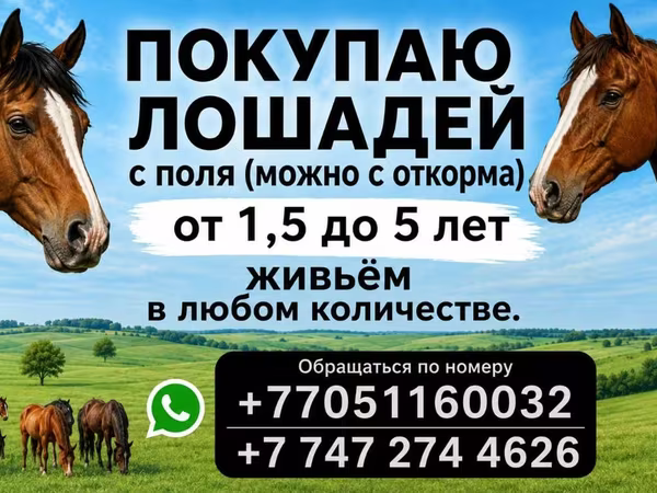 Лошади (партия, пол не указан), Породы лошадей