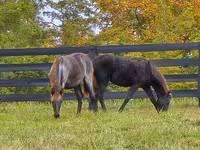 فرس, Rocky Mountain Horse — الصورة 6