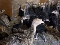 Guinea fowl — الصورة 2