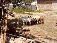 Keçi, Alpine goat — foto 6