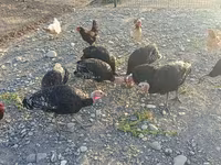 Turkeys — 4-сурет