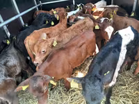 公牛, Limousin cow — 照片 3