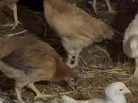 Chickens — Foto 1
