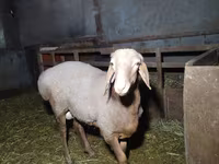 Widder, Arashan sheep — Foto 3