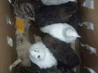 Quails — 2-сурет