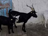 Cabra, Cabras — foto 2