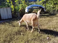 Ziege, Saanen goat — Foto 4