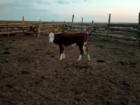 Vaca, Vaca kazaja de cabeza blanca — foto 4