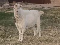 Ziegenbock, Russian White goat — Foto 1