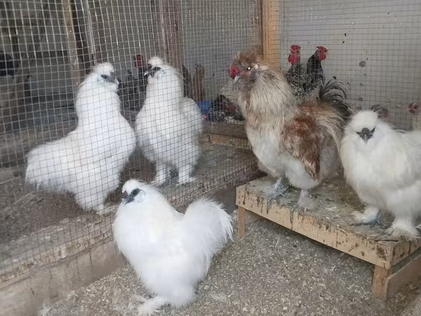 Seidenhuhn