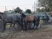 At, Atlar — foto 4