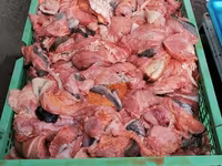 Закупаем субпродукты, рубец, фарш. Говядина, баранина, конина, птица. Для кормления собак. Viber. — الصورة 4