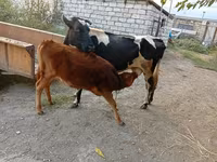 Kuh, Simmental cattle — Foto 3