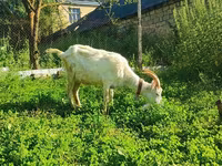 Echki, Saanen goat — 8-rasm