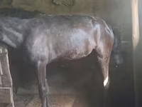 Yegua, Caballos — foto 2