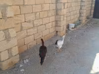 Chickens — फ़ोटो 5