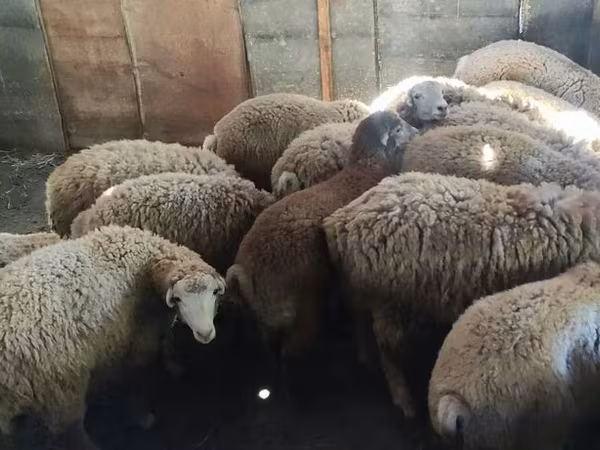أغنام (دفعة، الجنس غير محدد), الأغنام