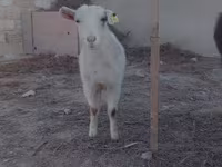 عنزة, Saanen goat — الصورة 2