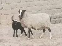 母羊, Romanov sheep — 照片 4