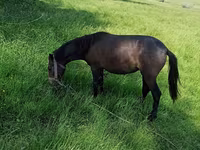 母马, Horses — 照片 2