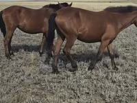 Кобила, Mugalzhar horse — фото 3