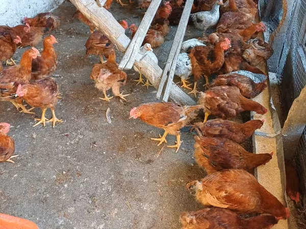 Cocoși de casă