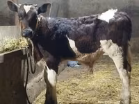 公牛, Simmental cattle — 照片 1
