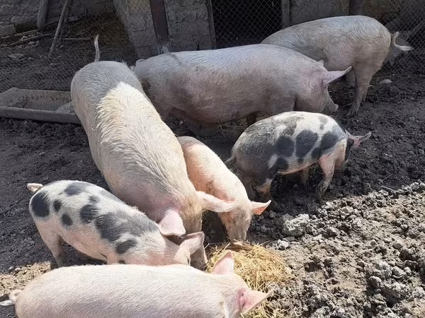 नर सूअर, सूअर