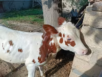 İnək, Simmental cattle — foto 7