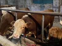 Buğa, Latvian Blue cattle — foto 7